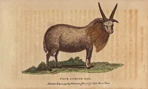 Ovis: Four horned sheep, Ovis aries polycerata
