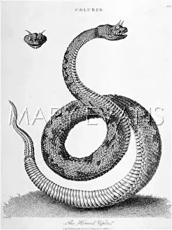 Coluber: HORNED VIPER 1803