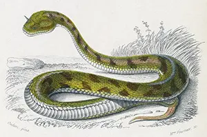 Cornutus: HORNED VIPER/EGYPT/DUHN