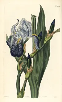 Jens: Horneman's iris, Iris germanica