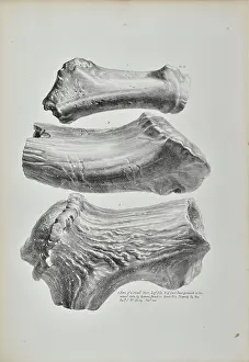 Prominence: Horns of a small deer, elk and red deer from Kent's Cavern