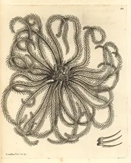 Leach: Horrid alecto, Alecto horrida (nomen dubium)