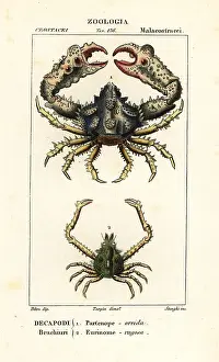 Pretre: Horrid elbow crab and unknown crab species