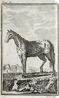 The Kings College Archives And Special Collections: A horse