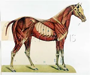 Ribcage: HORSE/ANATOMY MUSCLES