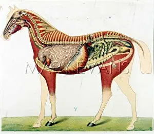 Viscera: HORSE/ANATOMY VISCERA