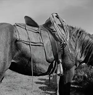 Wolcott: Horse - Animal - Saddle - Nature