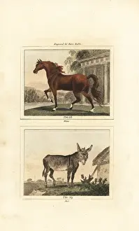 Quadrupeds: Horse and ass