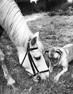Ponies: Horse and Boxer dog