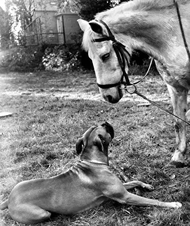 Bridle: Horse and Boxer dog