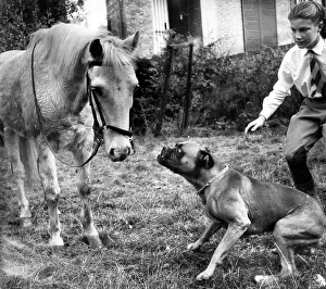 Ponies: Horse and Boxer dog