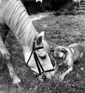 Ponies: Horse and Boxer dog