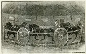 Albans: Horse Breaking at St. Albans 1895