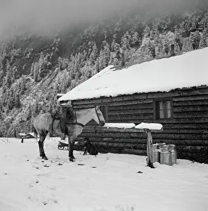 Aspen: Horse - Cabin - Snow - Ranch