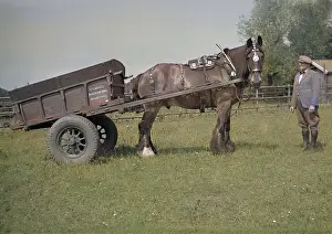 Briggs: Horse and cart with owner