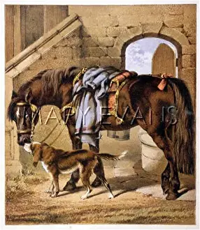 Charger: HORSE/CHARGER C1880
