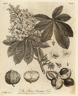 Arborist: Horse chestnut, Aesculus hippocastanum