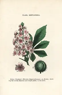 Pistil: Horse chestnut, Aesculus hippocastanum
