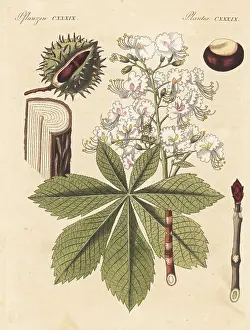 F. Gotz: Horse chestnut tree, Aesculus hippocastanum. Vulnerable