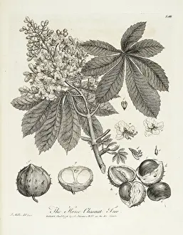 Discourse: Horse chestnut tree; Horse-Chesnut tree
