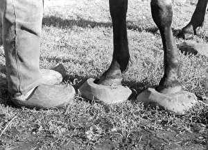 Bizzare: Horse with clogs East Prussia, 1939