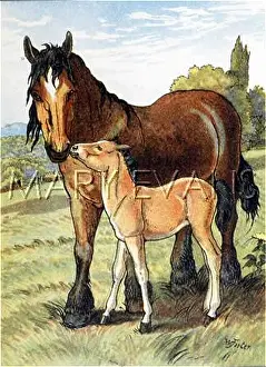 Nuzzling: HORSE & COLT C1910