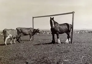 The Kathy Butler Collection: Horse and two cows in a field