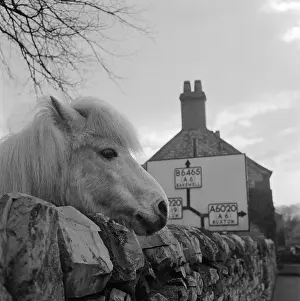 Ponys: Horse In Derbyshire