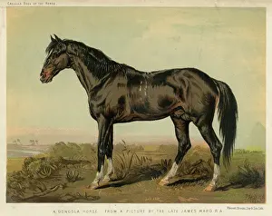 Dongola: HORSE DONGOLA