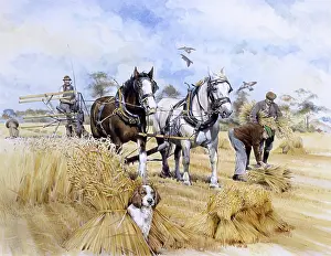 Sheafs: Horse-drawn harvester