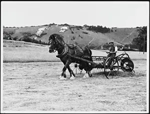 Pony: HORSE DRAWN HAYMAKING