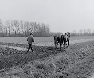 Tilling: Horse Drawn Tiller