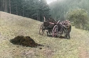Manure: Horse-drawn vehicle full of dung on the field