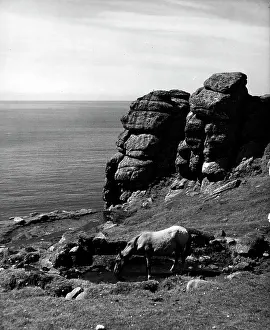 Lundy: A horse drinking on the coast of Lundy Island