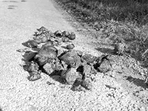 Shit: HORSE DROPPINGS