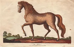 Sibly: Horse, Equus caballus