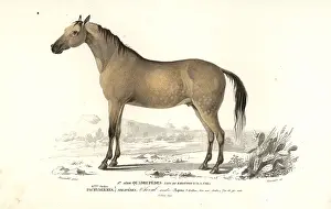 Dorbigny: Horse, Equus caballus
