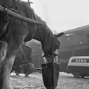 Blinkered: Horse feeding from nosebag