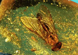 Resin: Horse-fly in resin