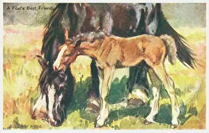 Geographia: Horse & Foal