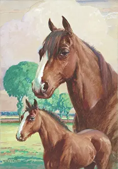 Whydale: Horse and foal