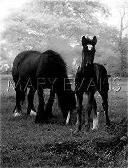 Grazes: HORSE AND FOAL