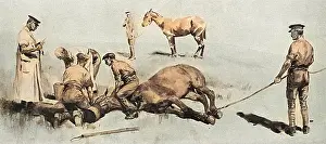 Chloroform: Horse having operation under chloroform, WW1