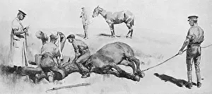 Chloroform: Horse having operation under chloroform, WW1