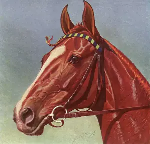 Equines: Horse Head