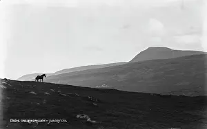 Judges: Horse on the Hillside