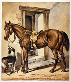 Suspiciously: HORSE/HUNTER C1880