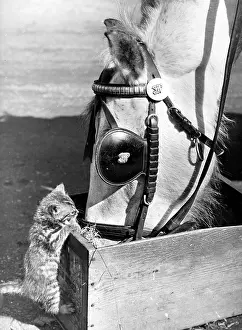 Curiosity: Horse and Kitten