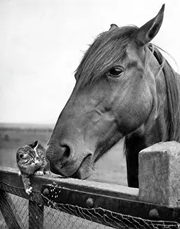Tabby: Horse and kitten