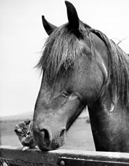 Tabby: Horse and kitten